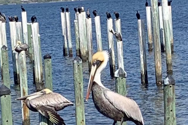 200 HARBOR WALK DRIVE 233, Punta Gorda, FL 33950