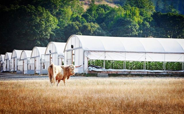 220 Wilder Ridge Road, Honeydew, CA 95545