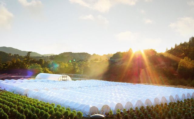 220 Wilder Ridge Road, Honeydew, CA 95545