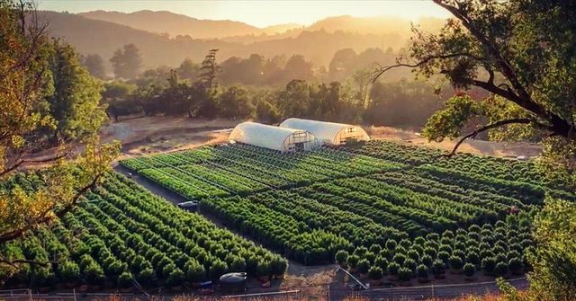 220 Wilder Ridge Road, Honeydew, CA 95545