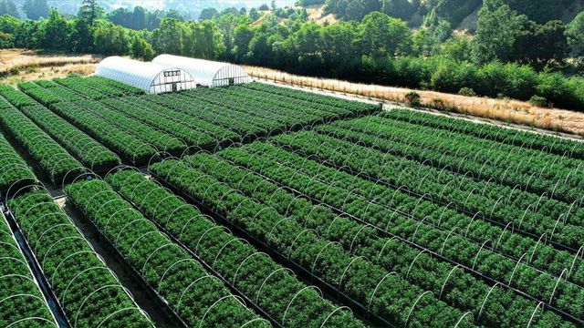 220 Wilder Ridge Road, Honeydew, CA 95545