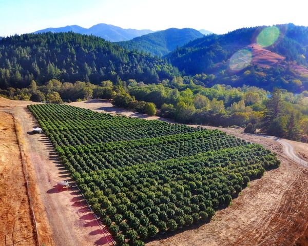 220 Wilder Ridge Road, Honeydew, CA 95545