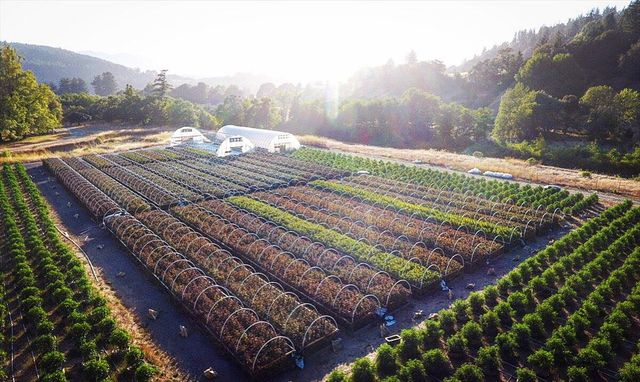 220 Wilder Ridge Road, Honeydew, CA 95545