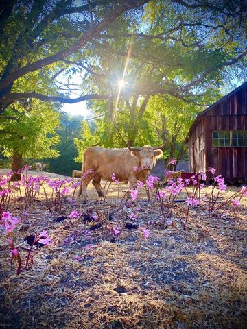 220 Wilder Ridge Road, Honeydew, CA 95545