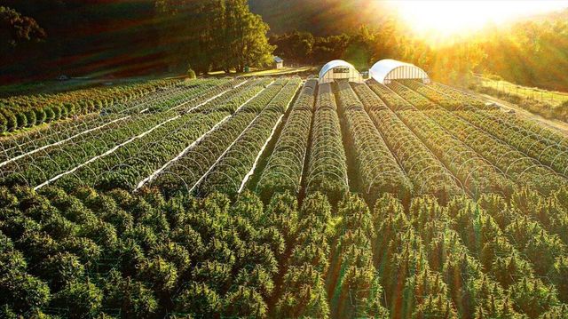 220 Wilder Ridge Road, Honeydew, CA 95545