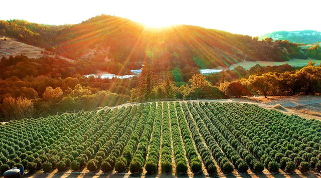 220 Wilder Ridge Road, Honeydew, CA 95545