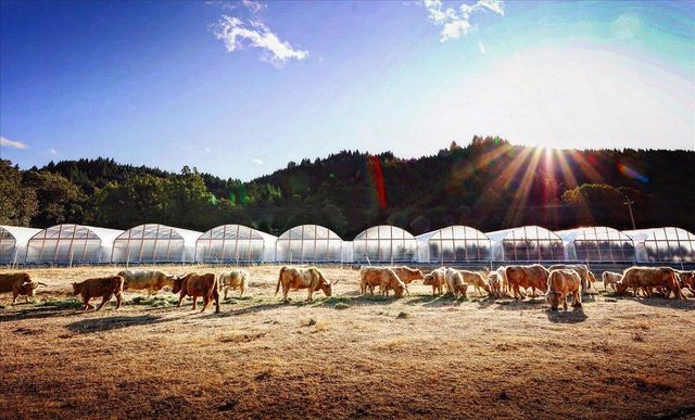 220 Wilder Ridge Road, Honeydew, CA 95545