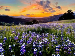 220 Wilder Ridge Road, Honeydew, CA 95545