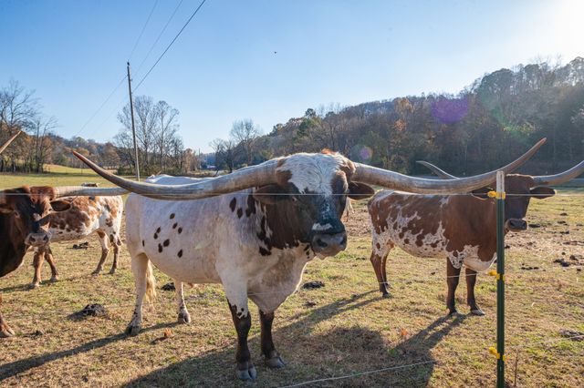 2031 Creecy Hollow Rd, Pulaski, TN 38478