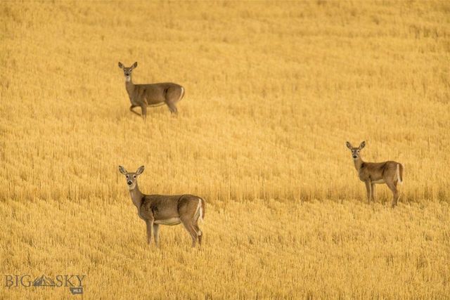 TBD Skinner Rd, Belgrade, MT 59714