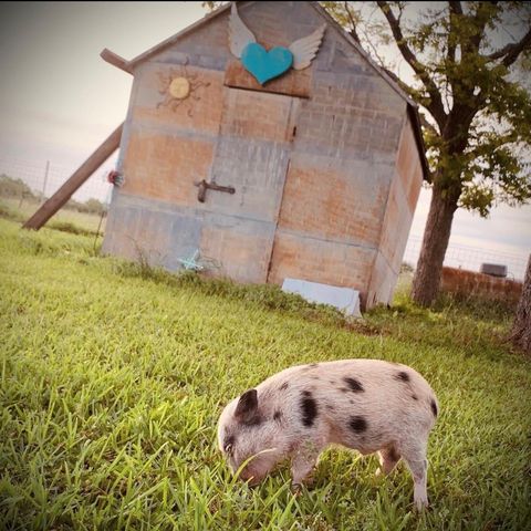 1792 Stockold Road, Sealy, TX 77474
