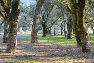 11 Arroyo Sequoia, Carmel Valley, CA 93923