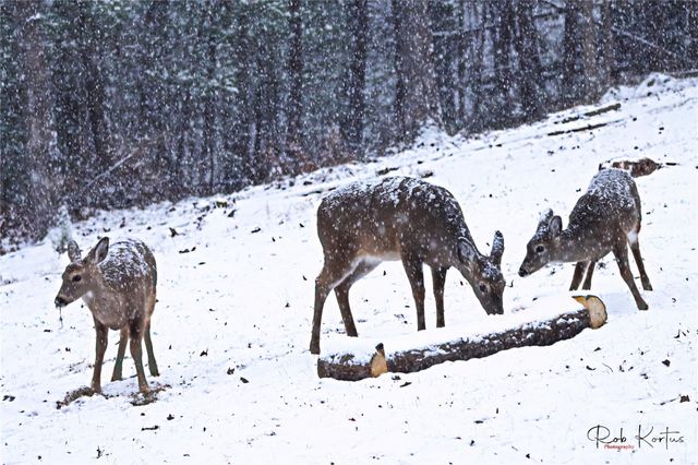 1594 High Valley Way, Lenoir, NC 28645