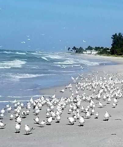 600 JUNGLE QUEEN WAY, Longboat Key, FL 34228