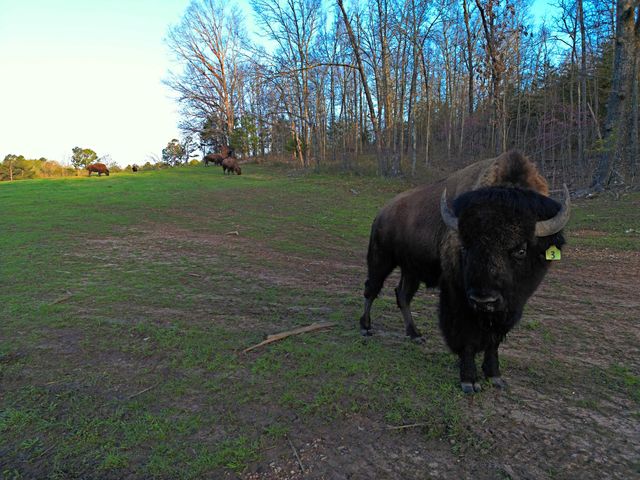 25598 C-228 Tract 1, Norwood, MO 65717