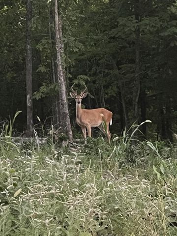 25598 C-228 Tract 1, Norwood, MO 65717