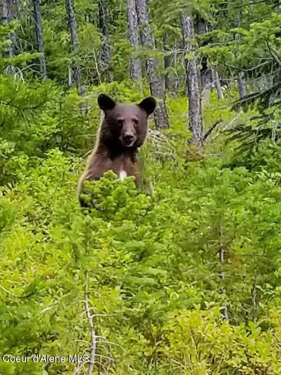 8th St, Mullan, ID 83846 photo 14