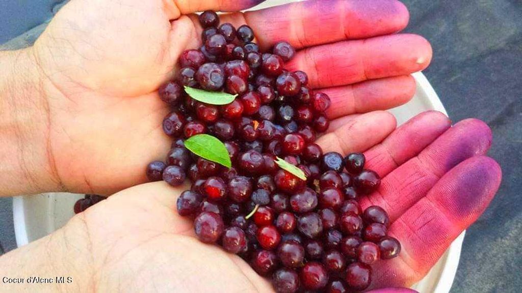 8th St, Mullan, ID 83846 photo 7