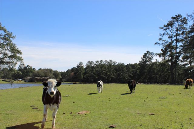 28335 Riley Road, Waller, TX 77484