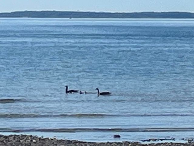 3199 S Lake Shore Drive, Bois Blanc, MI 49775