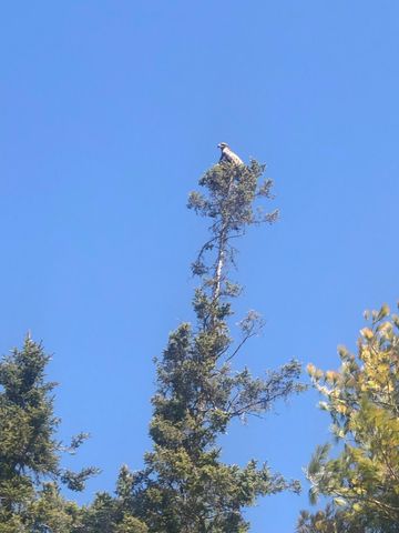 3199 S Lake Shore Drive, Bois Blanc, MI 49775