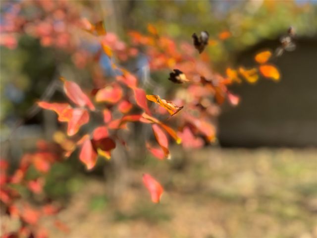 2250 W Kaufman Street, Paris, TX 75460