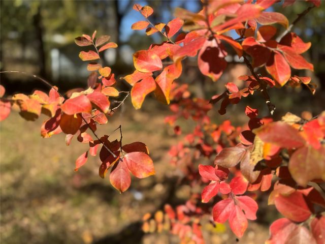 2250 W Kaufman Street, Paris, TX 75460