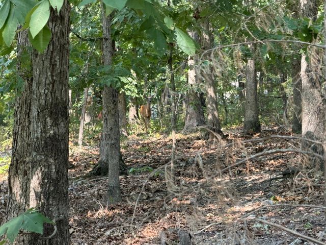 11 Dickenshire Circle, Bella Vista, AR 72714