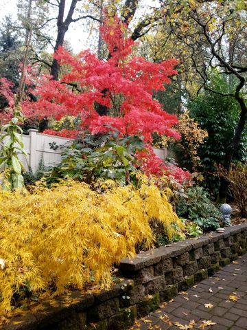 16560 Leafwood Ct, Meadow Vista, CA 95722