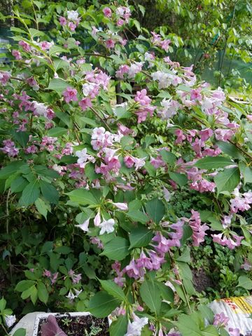 16560 Leafwood Ct, Meadow Vista, CA 95722