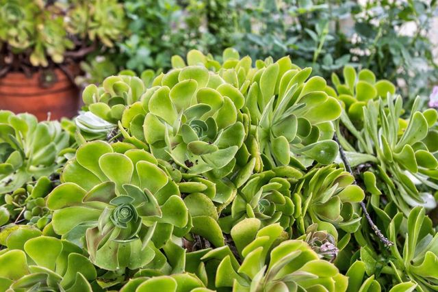 35670 Yellowstone Ave, Davis, CA 95616