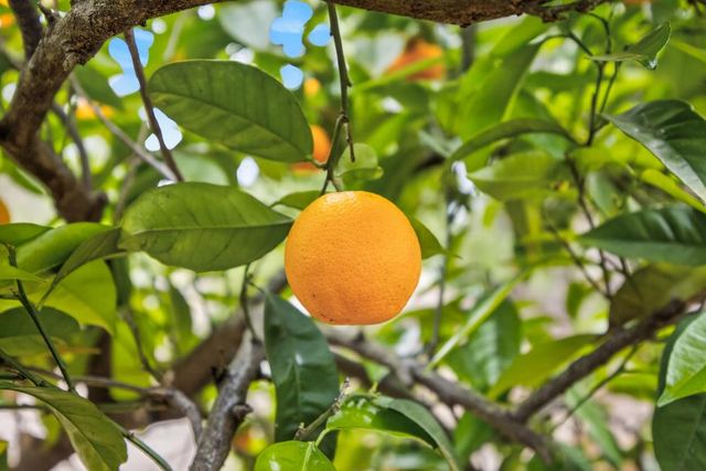 35670 Yellowstone Ave, Davis, CA 95616