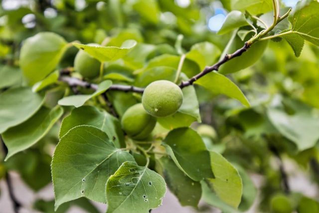 35670 Yellowstone Ave, Davis, CA 95616