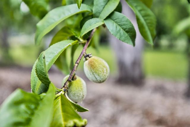 35670 Yellowstone Ave, Davis, CA 95616