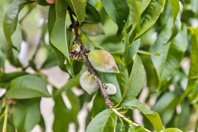 35670 Yellowstone Ave, Davis, CA 95616