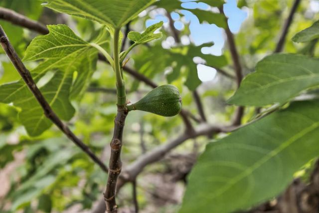 35670 Yellowstone Ave, Davis, CA 95616