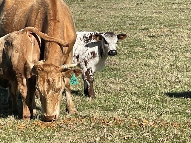 TBD Fm 1119, Centerville, TX 75833