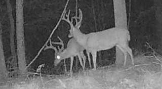 0 Downing Hollow Road, Waynesboro, TN 38485