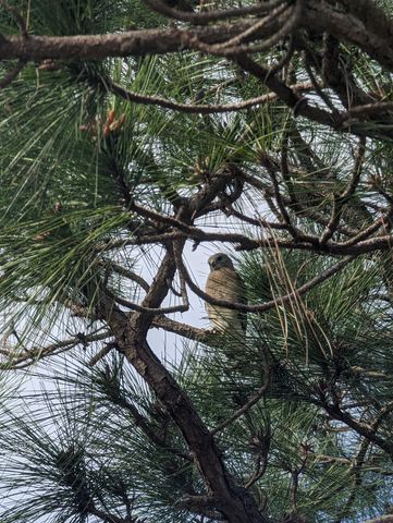 1738 Lindsey Court, Wellington, FL 33414