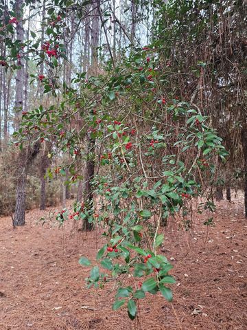 263 Wishing Trail, Livingston, TX 77351