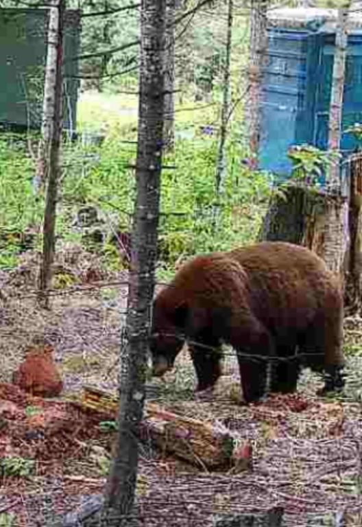 1261 Outback Ln, Usk, WA 99180 photo 39