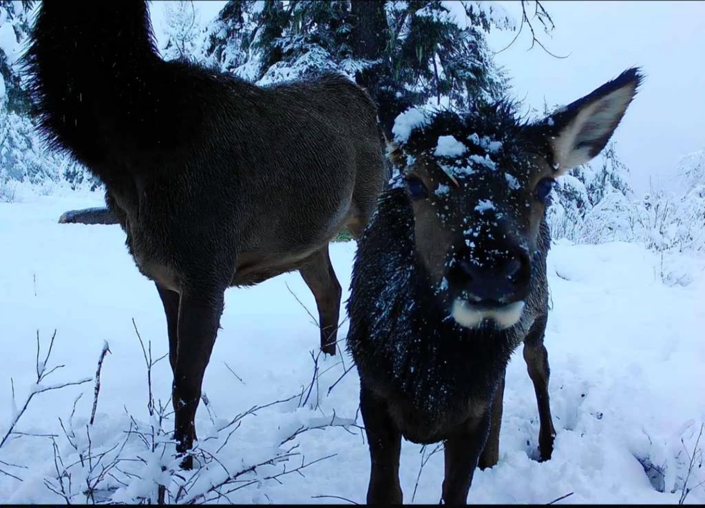 1261 Outback Ln, Usk, WA 99180 photo 41