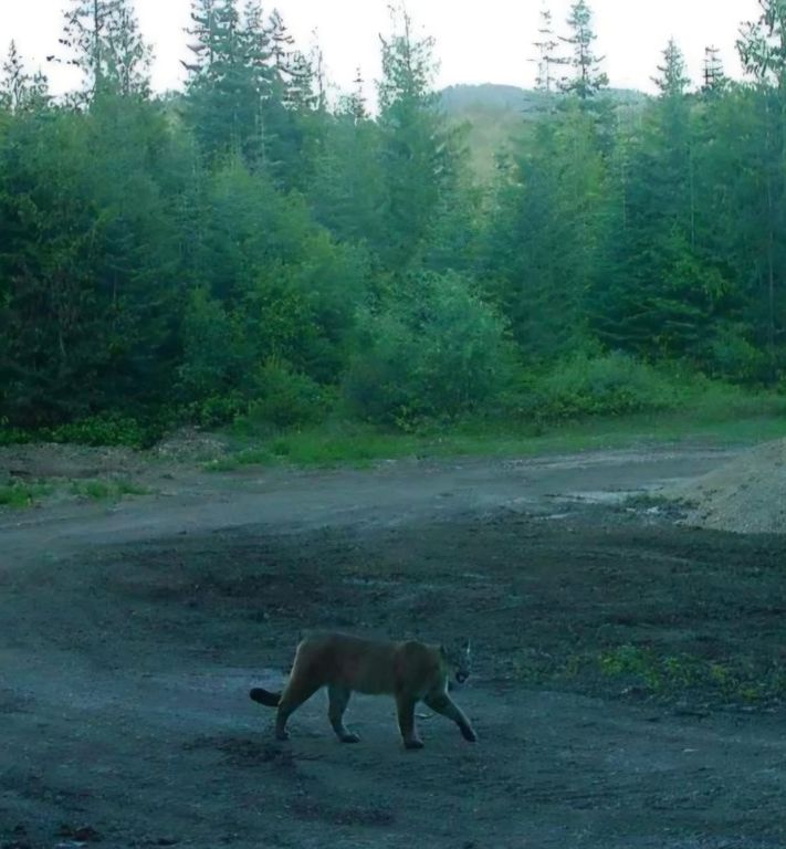 1261 Outback Ln, Usk, WA 99180 photo 44