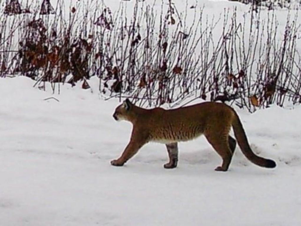 1261 Outback Ln, Usk, WA 99180 photo 45