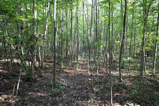 TBD COLD SPRINGS RD, Greenville, VA 24440
