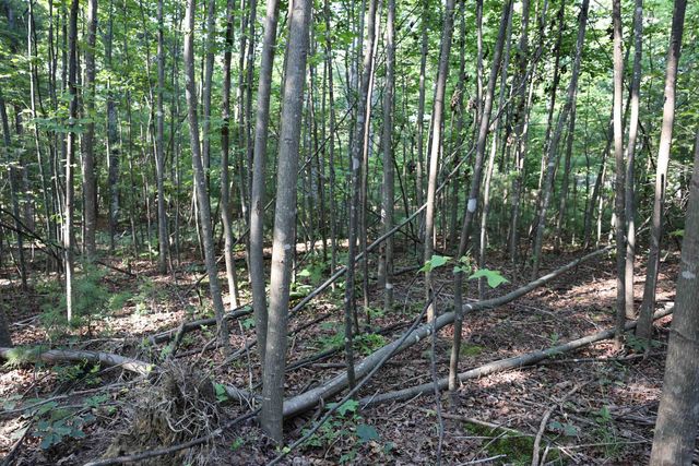 TBD COLD SPRINGS RD, Greenville, VA 24440