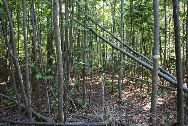 TBD COLD SPRINGS RD, Greenville, VA 24440