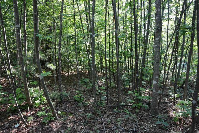 TBD COLD SPRINGS RD, Greenville, VA 24440
