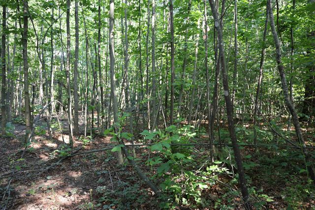 TBD COLD SPRINGS RD, Greenville, VA 24440