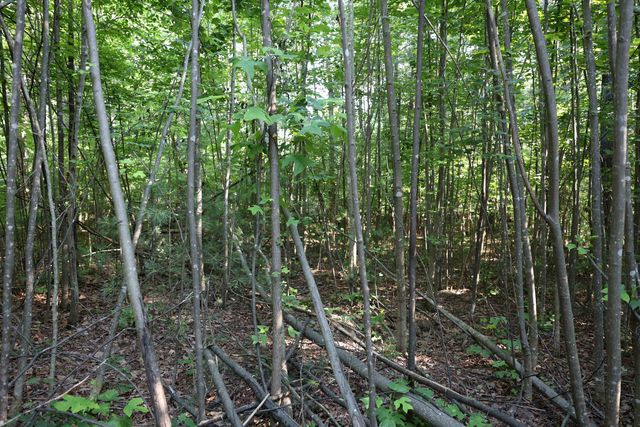TBD COLD SPRINGS RD, Greenville, VA 24440